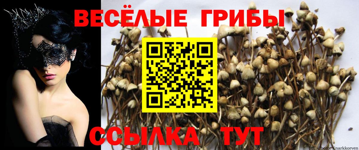 Галлюциногенные грибы Cubensis  Вход с VPN  Абакан 